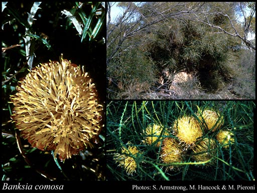 Photograph of Banksia comosa (Meisn.) A.R.Mast & K.R.Thiele