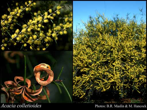 Photograph of Acacia colletioides Benth.