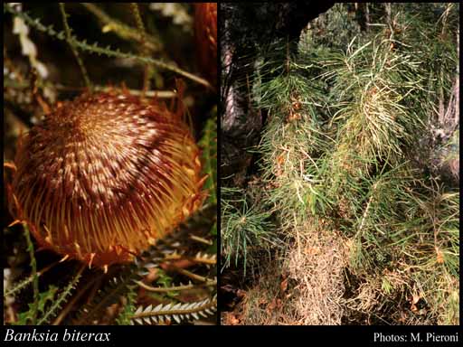 Photograph of Banksia biterax A.R.Mast & K.R.Thiele