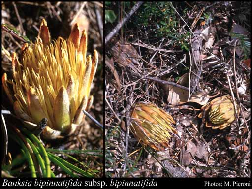 Photograph of Banksia bipinnatifida (R.Br.) A.R.Mast & K.R.Thiele subsp. bipinnatifida