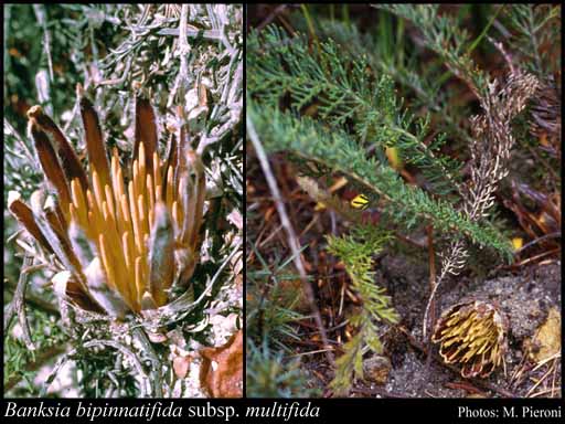 Photograph of Banksia bipinnatifida subsp. multifida (A.S.George) A.R.Mast & K.R.Thiele