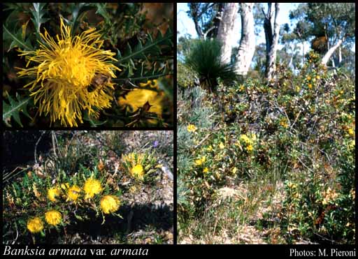 Photo of Banksia armata (R.Br.) A.R.Mast & K.R.Thiele var. armata