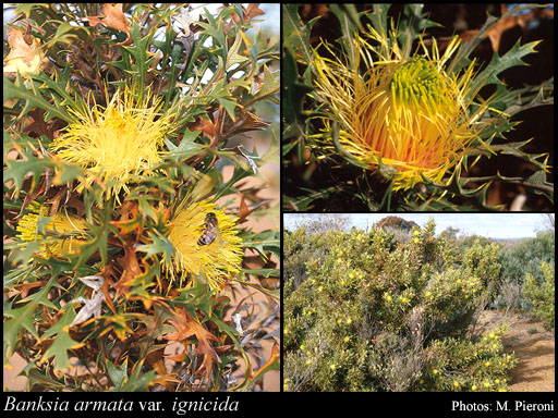 Photo of Banksia armata var. ignicida (A.S.George) A.R.Mast & K.R.Thiele