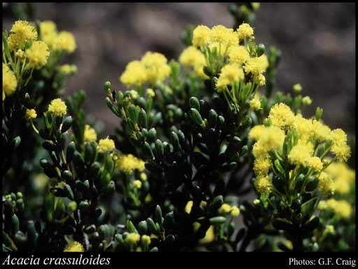 Photo of Acacia crassuloides Maslin