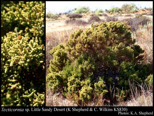 Photograph of Tecticornia sp. Little Sandy Desert (K.A. Shepherd & C. Wilkins KS 830)