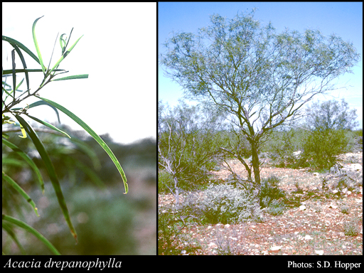 Photograph of Acacia drepanophylla Maslin