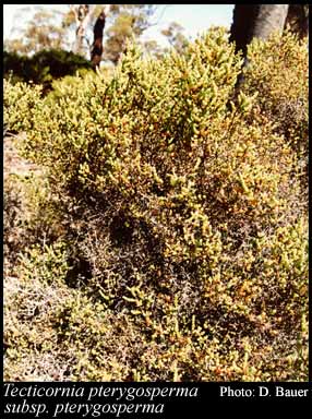 Photograph of Tecticornia pterygosperma (J.M.Black) K.A.Sheph. & Paul G.Wilson subsp. pterygosperma