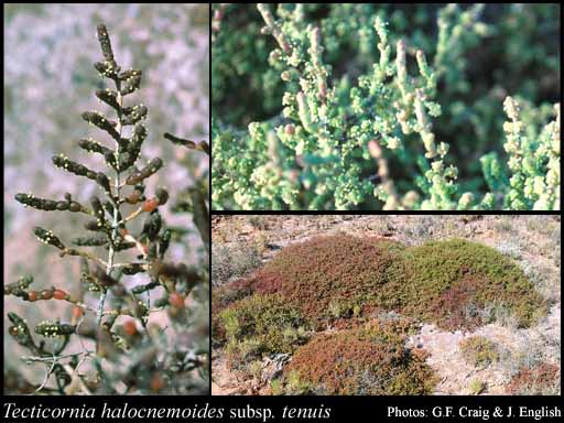 Photograph of Tecticornia halocnemoides subsp. tenuis (Paul G.Wilson) K.A.Sheph. & Paul G.Wilson