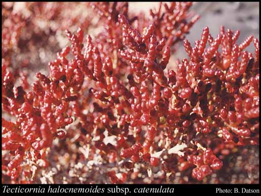 Photograph of Tecticornia halocnemoides subsp. catenulata (Paul G.Wilson) K.A.Sheph. & Paul G.Wilson