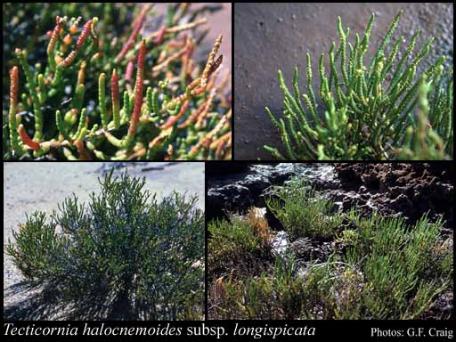 Photograph of Tecticornia halocnemoides subsp. longispicata (Paul G.Wilson) K.A.Sheph. & Paul G.Wilson