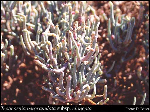 Photograph of Tecticornia pergranulata subsp. elongata (Paul G.Wilson) K.A.Sheph. & Paul G.Wilson