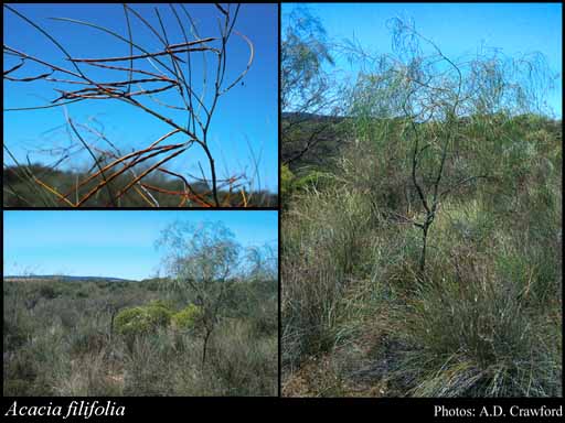 Photograph of Acacia filifolia Benth.