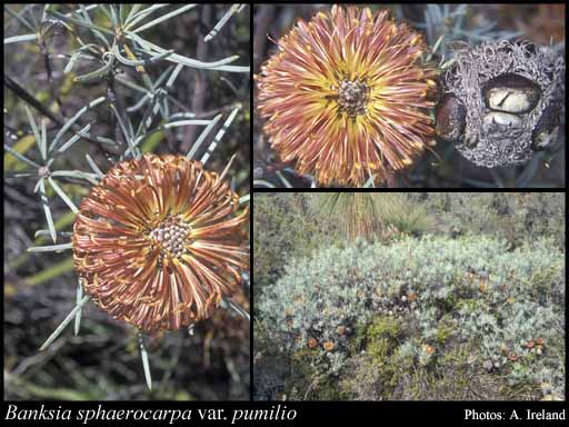 Photograph of Banksia sphaerocarpa var. pumilio A.S.George
