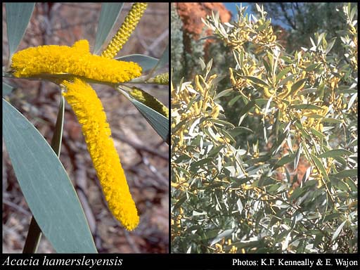 Photograph of Acacia hamersleyensis Maslin