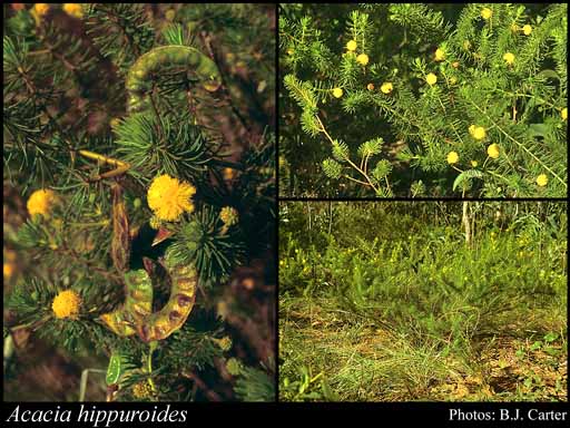 Photograph of Acacia hippuroides Benth.