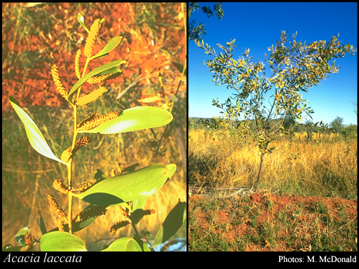 Photograph of Acacia laccata Pedley