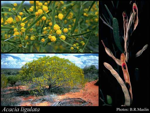 Photograph of Acacia ligulata Benth.