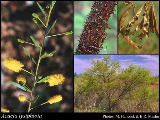 Photograph of Acacia lysiphloia F.Muell.