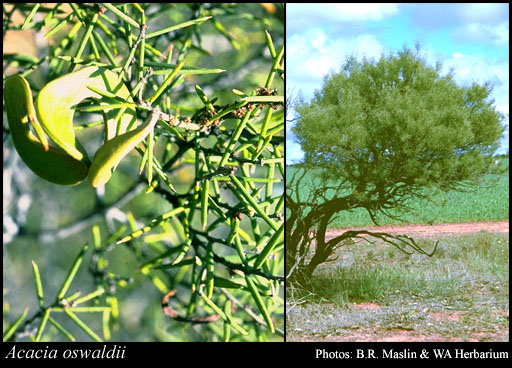 Photograph of Acacia oswaldii F.Muell.