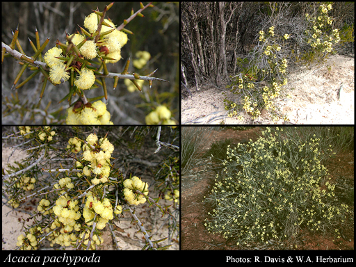 Photograph of Acacia pachypoda Maslin