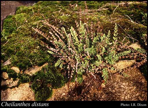 Photograph of Cheilanthes distans (R.Br.) Mett.