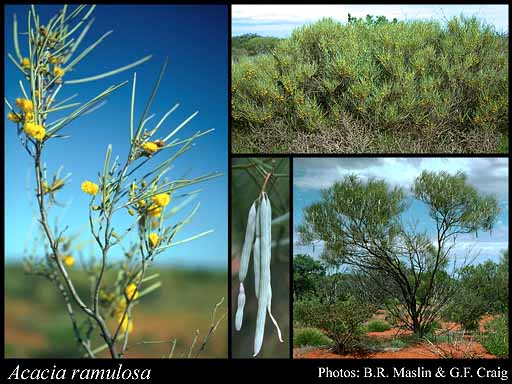 Photograph of Acacia ramulosa W.Fitzg.