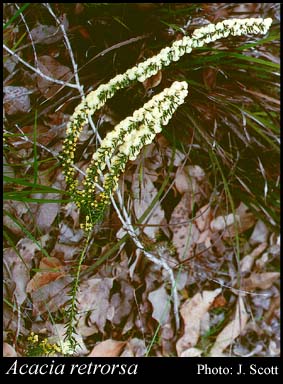 Photograph of Acacia retrorsa Meisn.