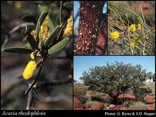 Photograph of Acacia rhodophloia Maslin