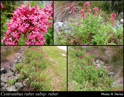 Photograph of Centranthus ruber (L.) DC. subsp. ruber