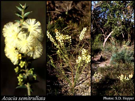 Photo of Acacia semitrullata Maslin