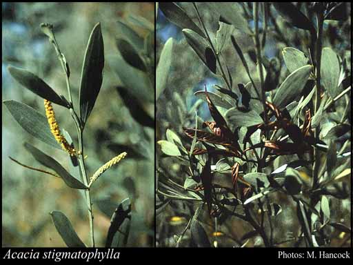 Photograph of Acacia stigmatophylla Benth.