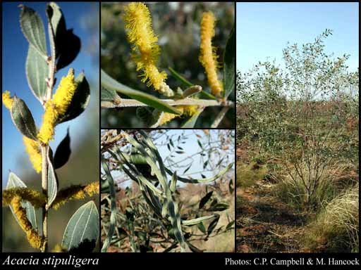Photograph of Acacia stipuligera F.Muell.