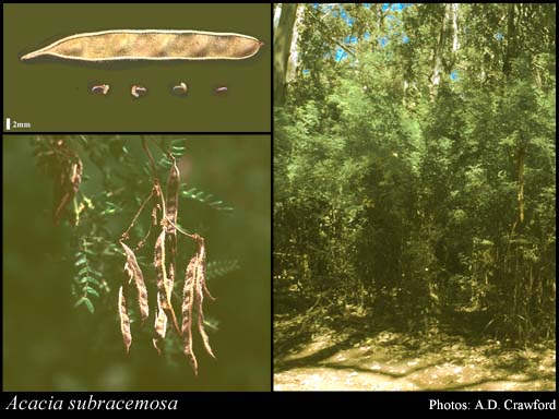 Photograph of Acacia subracemosa Maslin
