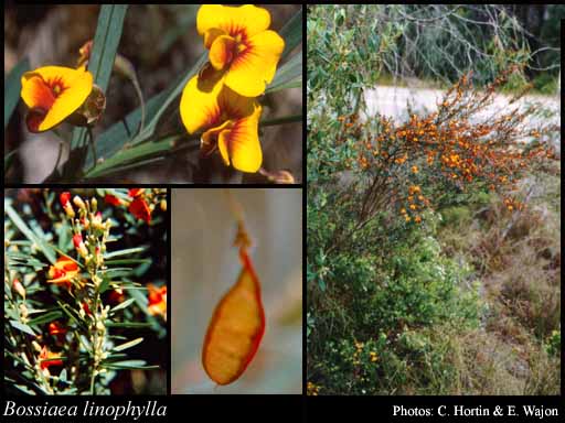 Photograph of Bossiaea linophylla R.Br.