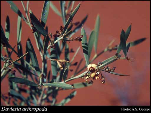 Photograph of Daviesia arthropoda F.Muell.