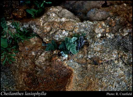 Photograph of Cheilanthes lasiophylla Pic.Serm.