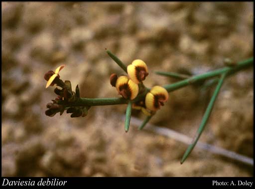 Photograph of Daviesia debilior Crisp