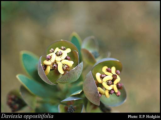 Photograph of Daviesia oppositifolia Endl.