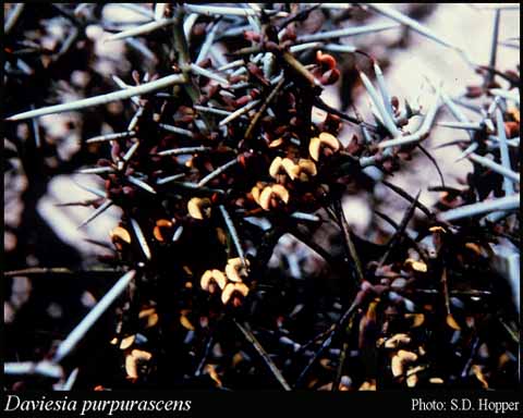 Photograph of Daviesia purpurascens Crisp