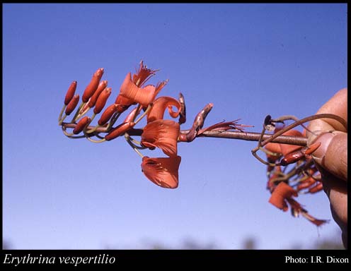 Photograph of Erythrina vespertilio Benth.