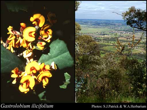 Photograph of Gastrolobium ilicifolium Meisn.