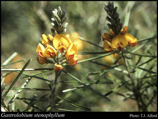 Photograph of Gastrolobium stenophyllum Turcz.