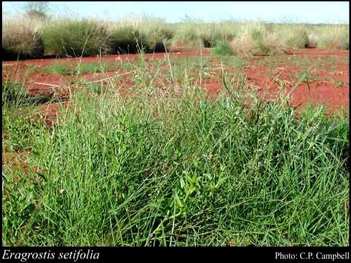 Photograph of Eragrostis setifolia Nees
