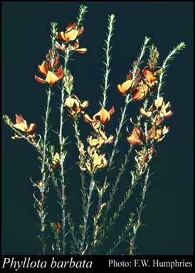 Photograph of Phyllota barbata Benth.