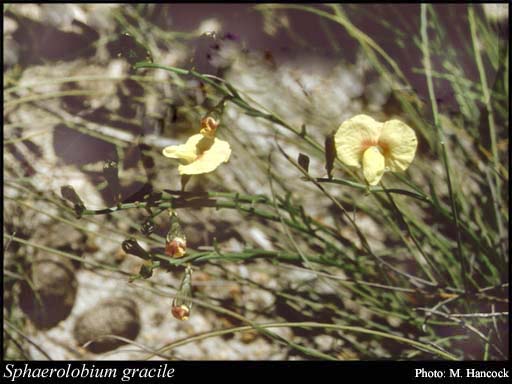 Photograph of Sphaerolobium gracile Benth.