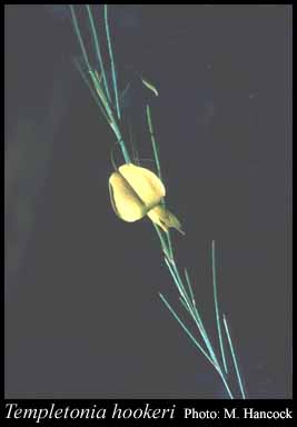 Photograph of Templetonia hookeri (F.Muell.) Benth.