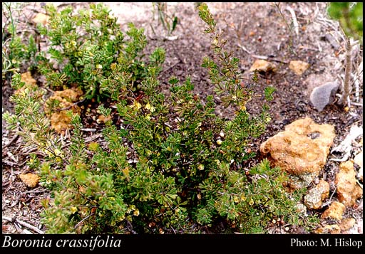 Photograph of Boronia crassifolia Bartl.