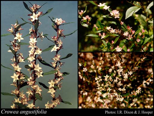 Photo of Crowea angustifolia Sm.