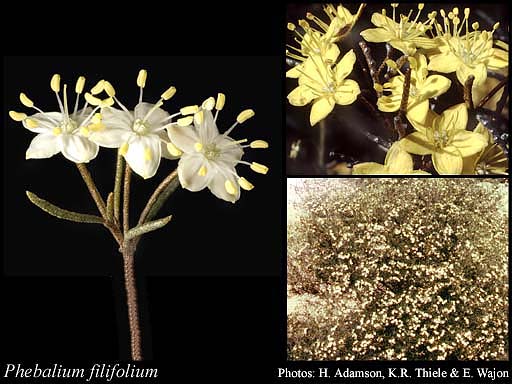Photo of Phebalium filifolium Turcz.