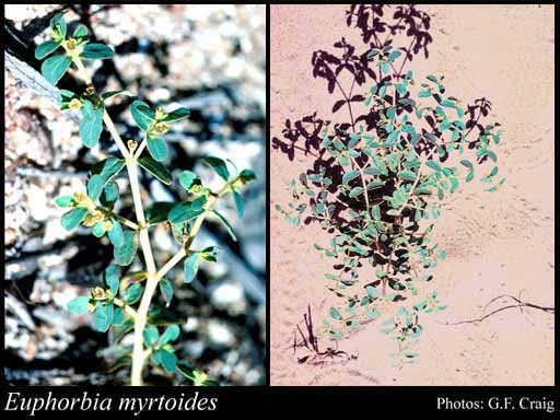 Photograph of Euphorbia myrtoides Boiss.